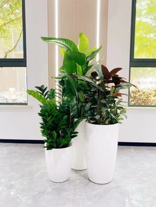 余姚盆景租摆,让你的场所瞬间焕发生机活力